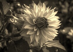 Szary + Sepia