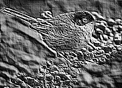 Skamielina