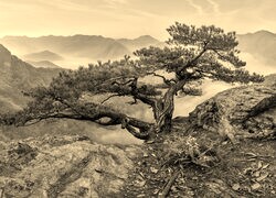Szary + Sepia