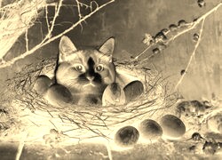 Sepia + Negatyw