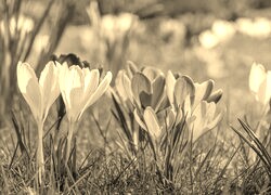 Szary + Sepia