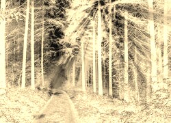 Sepia + Negatyw