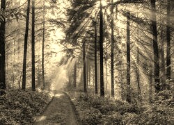 Szary + Sepia