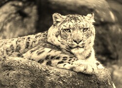 Szary + Sepia