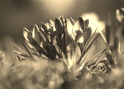 Szary + Sepia