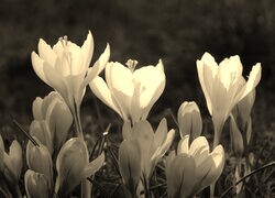Szary + Sepia