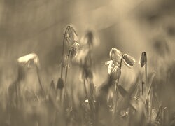 Szary + Sepia