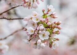 Oryginalny obrazek