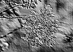 Skamielina