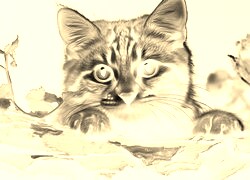 Sepia + Negatyw