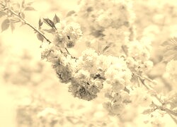Szary + Sepia