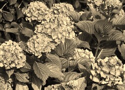 Szary + Sepia