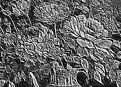 Skamielina