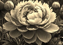 Sepia
