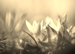 Szary + Sepia