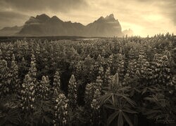 Szary + Sepia