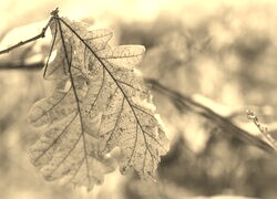 Szary + Sepia