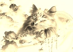 Sepia + Negatyw