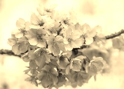 Szary + Sepia