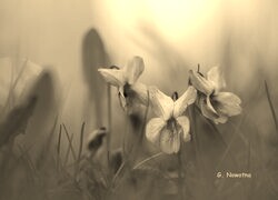 Szary + Sepia
