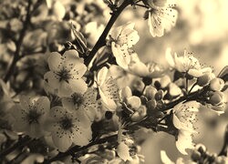 Sepia