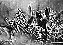 Skamielina