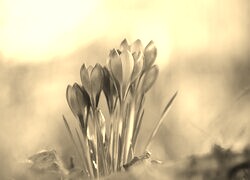 Szary + Sepia