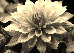 Szary + Sepia