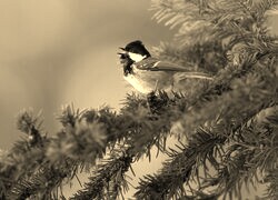 Szary + Sepia