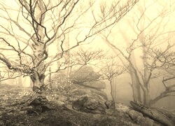 Szary + Sepia