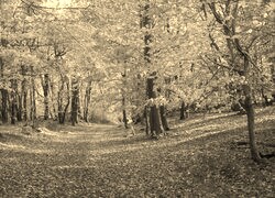 Sepia