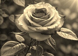 Szary + Sepia