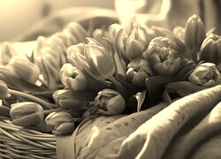 Szary + Sepia