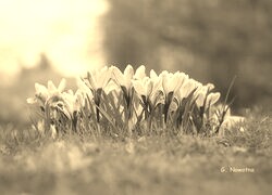 Szary + Sepia