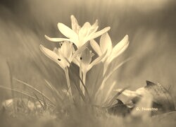 Szary + Sepia