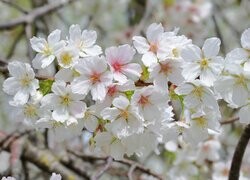 Oryginalny obrazek