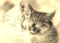 Sepia + Negatyw