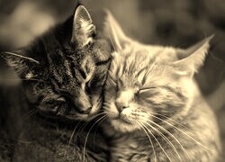 Szary + Sepia