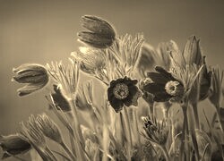 Szary + Sepia