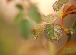 Oryginalny obrazek
