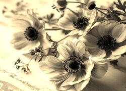 Szary + Sepia
