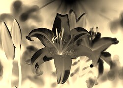Sepia + Negatyw
