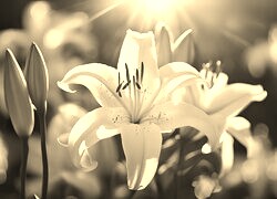 Szary + Sepia