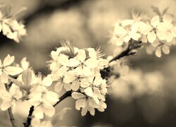 Szary + Sepia