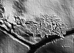 Skamielina