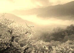 Szary + Sepia