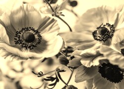 Szary + Sepia