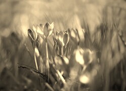 Szary + Sepia
