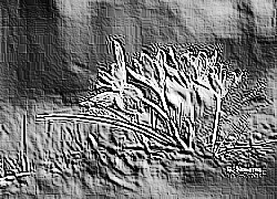 Skamielina