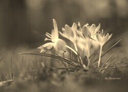 Szary + Sepia
